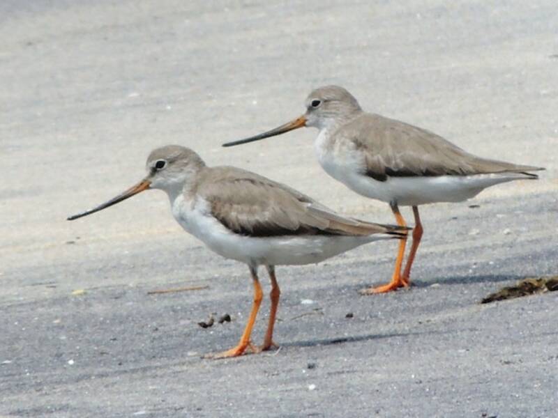 Terek Sandpiper, 照片 3