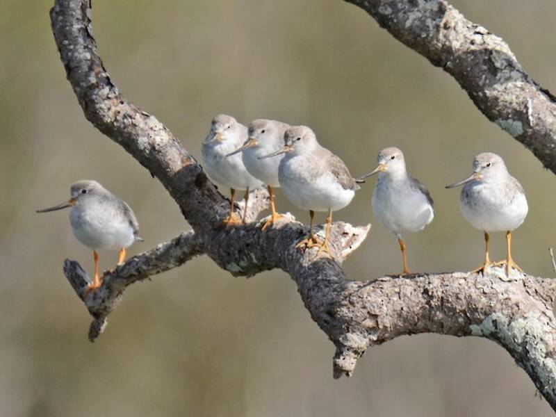 Terek Sandpiper, 照片 2