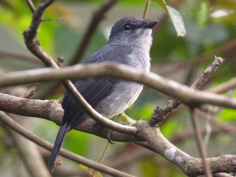 Tessmann's Flycatcher, Photos 3