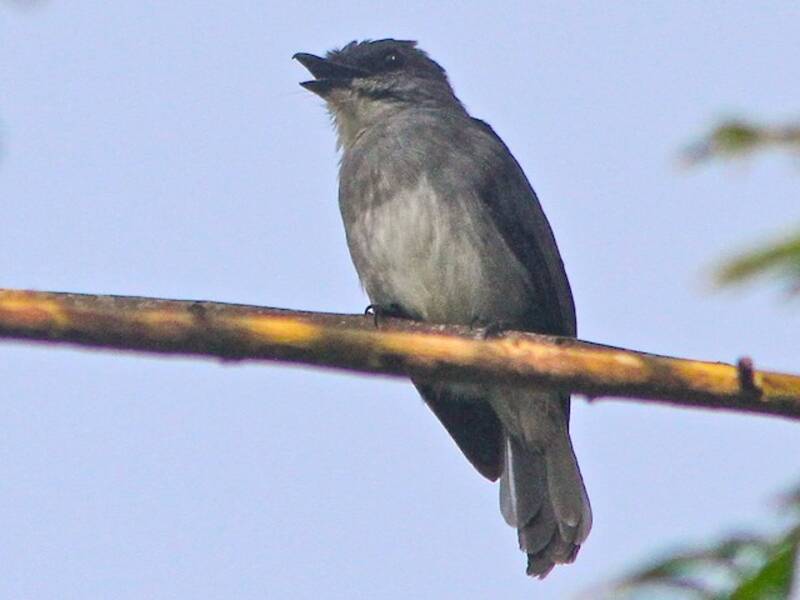 Tessmann's Flycatcher, Photos 4