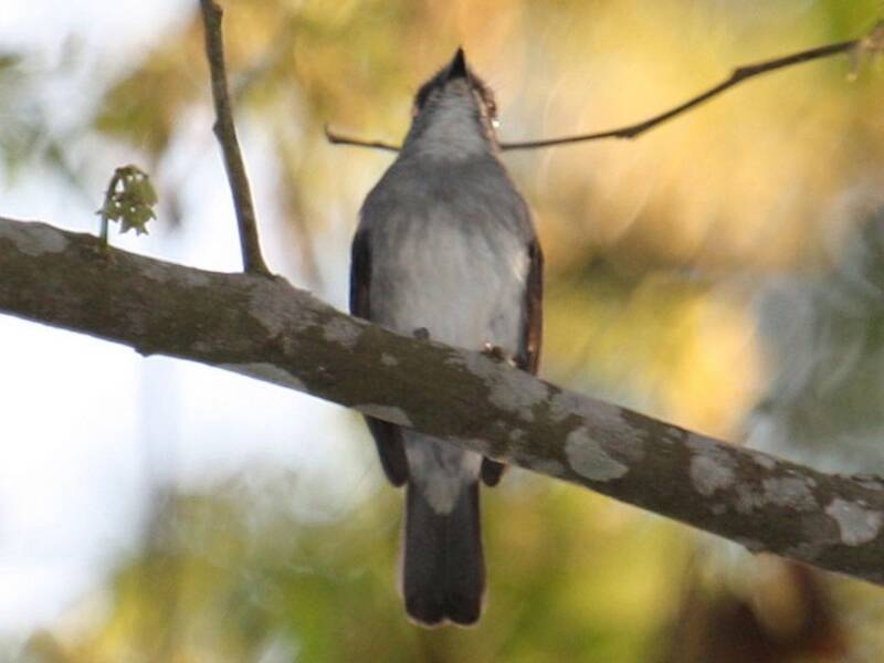 Tessmann's Flycatcher - Fraseria tessmanni