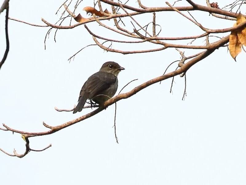 Tessmann's Flycatcher, Photos 2