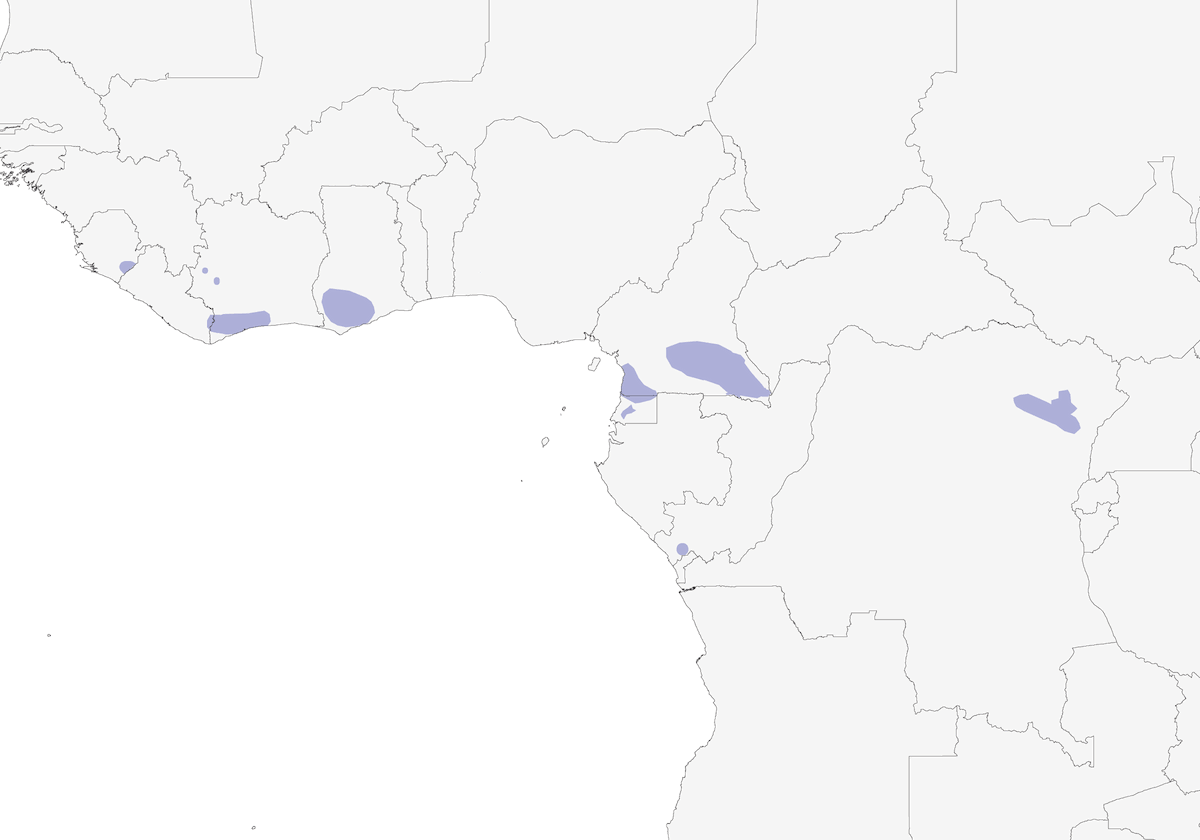 Tessmann's Flycatcher, Distribution 1