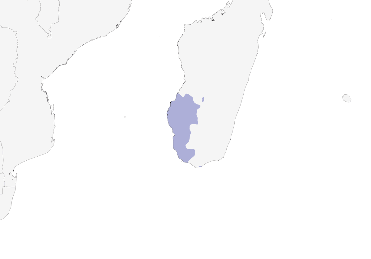 Thamnornis, Distribución 1