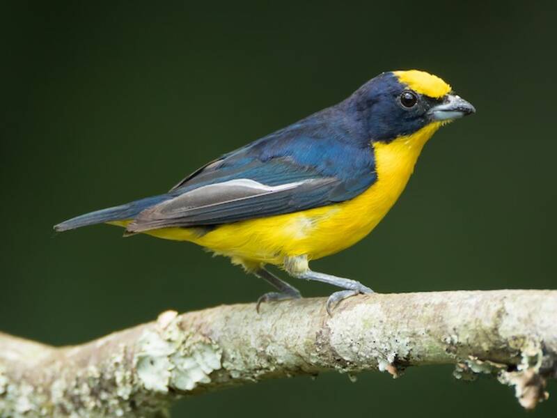 Euphonia à bec épais