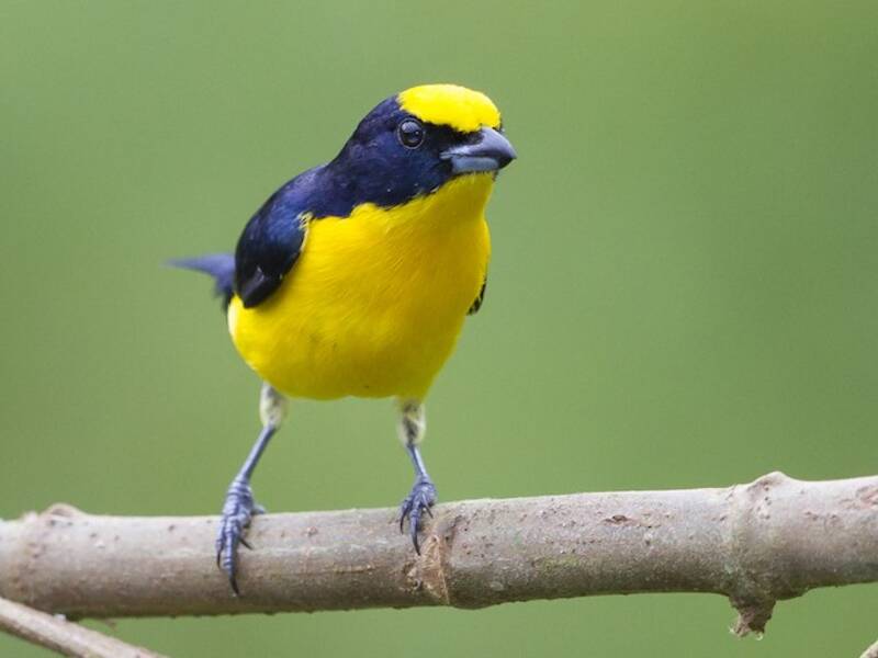 Euphonia à bec épais, Photos 2