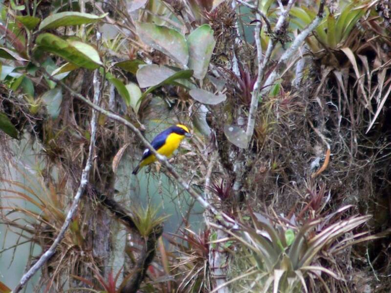 Euphonia à bec épais, Photos 3