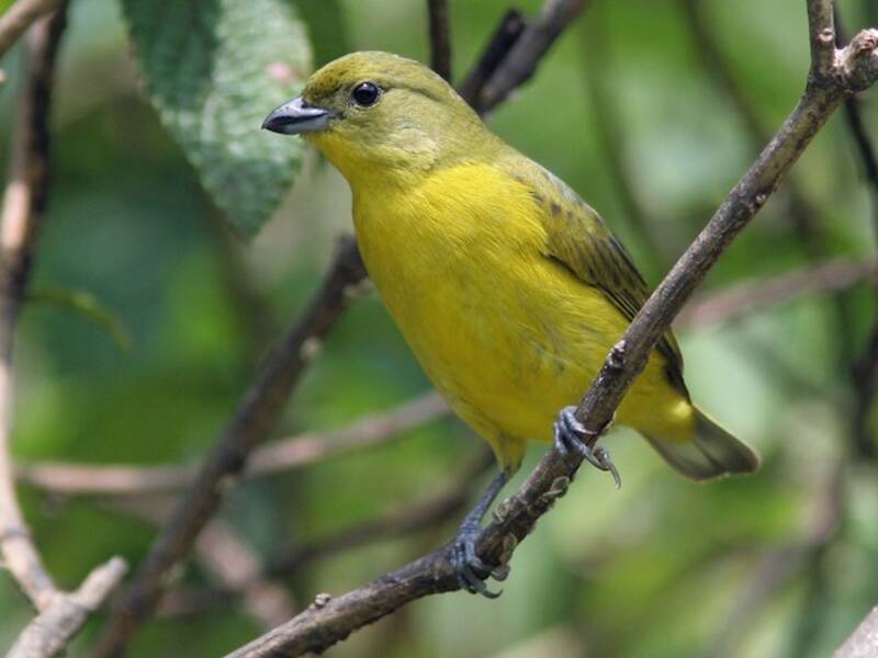 Euphonia à bec épais, Photos 4