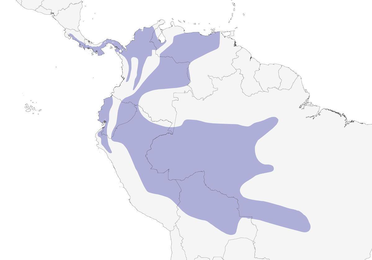 Euphonia à bec épais, Distribution 1