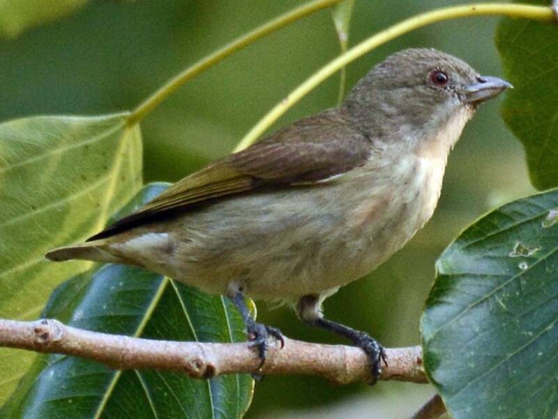 Florícola Picogorda