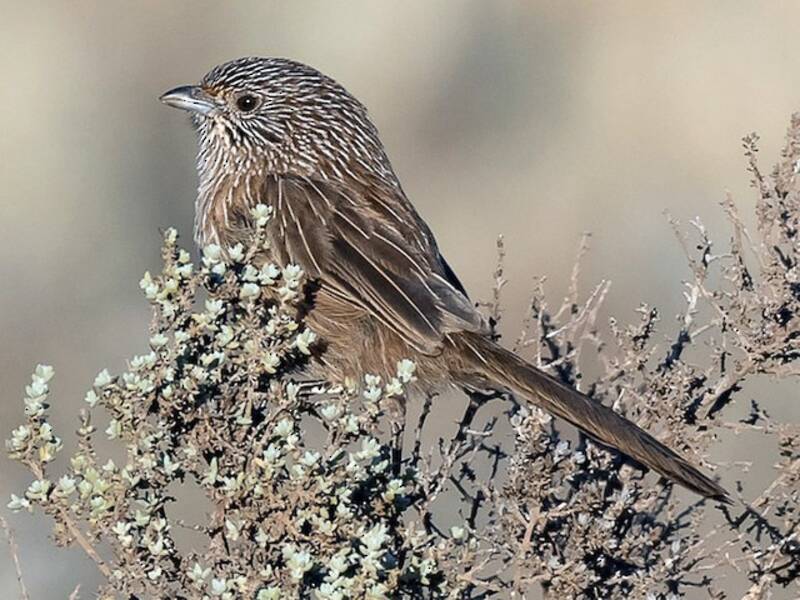 Amytornis occidentale