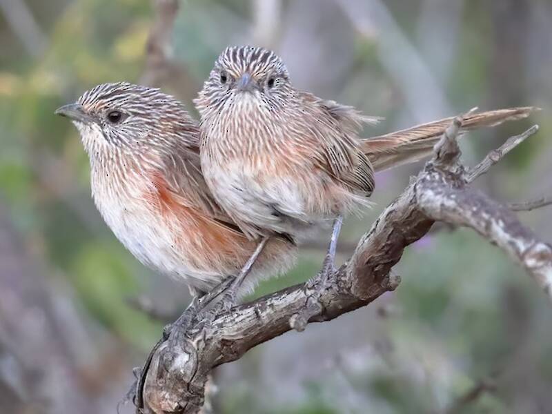 Western Grasswren, 照片 2