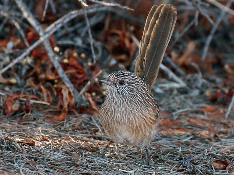 Western Grasswren, 照片 4