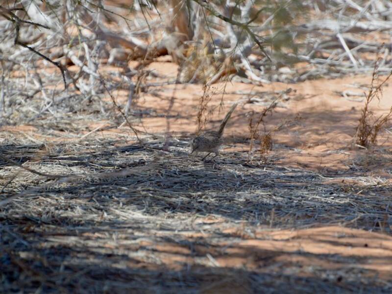Western Grasswren, 照片 3