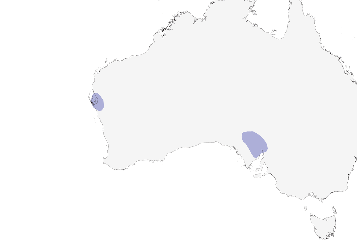 Western Grasswren, 分布 1