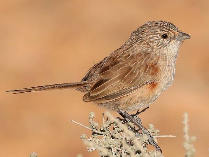 Thick-billed Grasswren, 照片 3