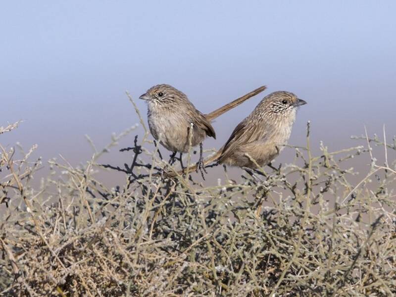 Thick-billed Grasswren, 照片 4