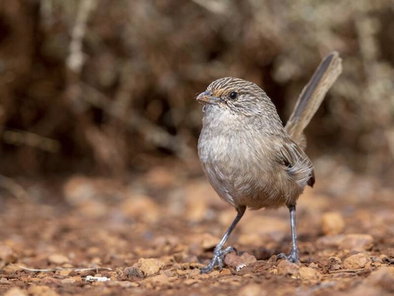 Thick-billed Grasswren, 照片 2