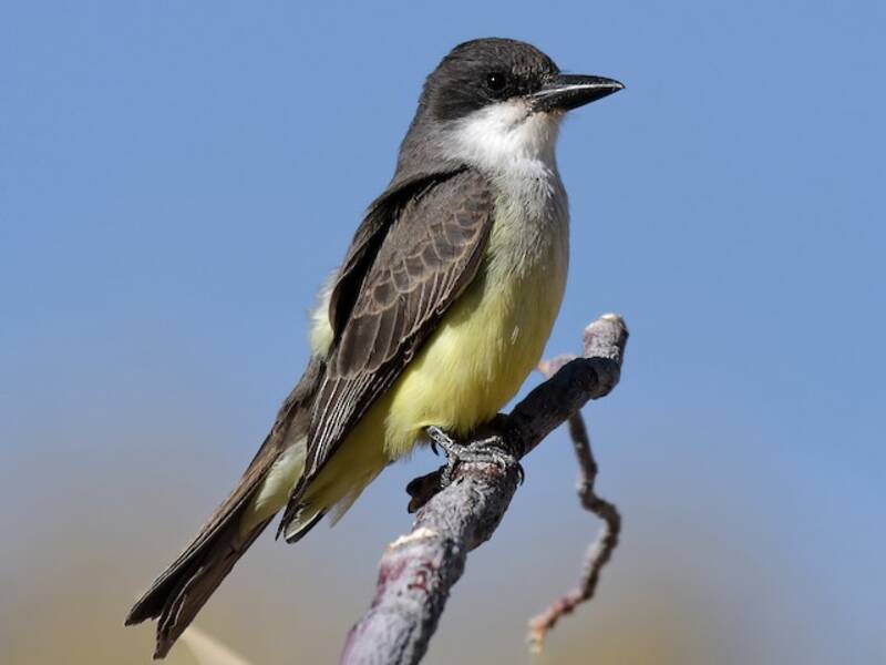 Thick-billed Kingbird, 照片 3