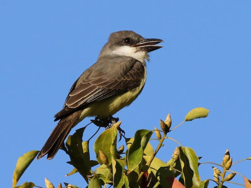 Thick-billed Kingbird