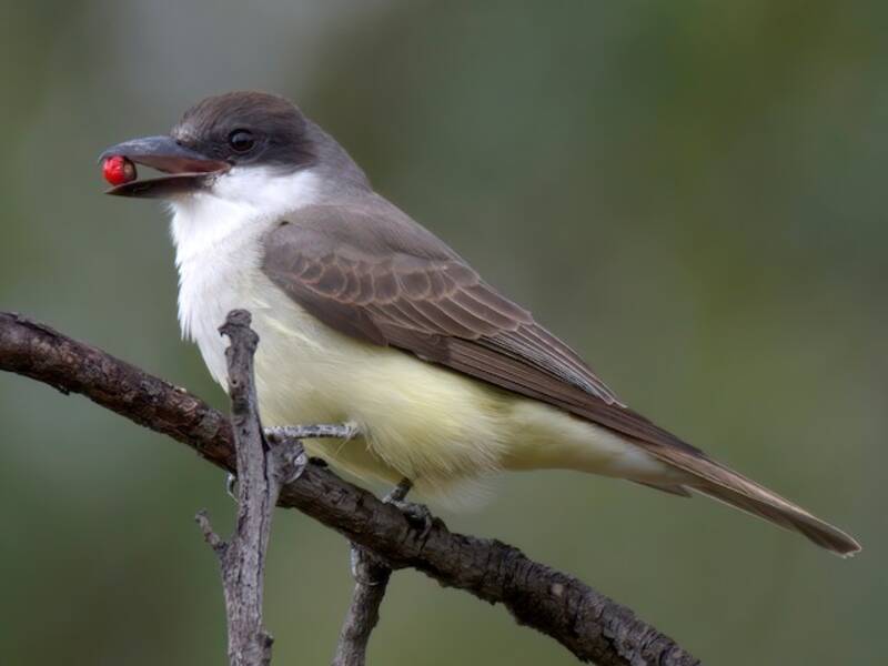 Thick-billed Kingbird, 照片 2