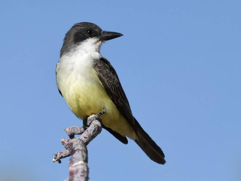 Thick-billed Kingbird, 照片 4