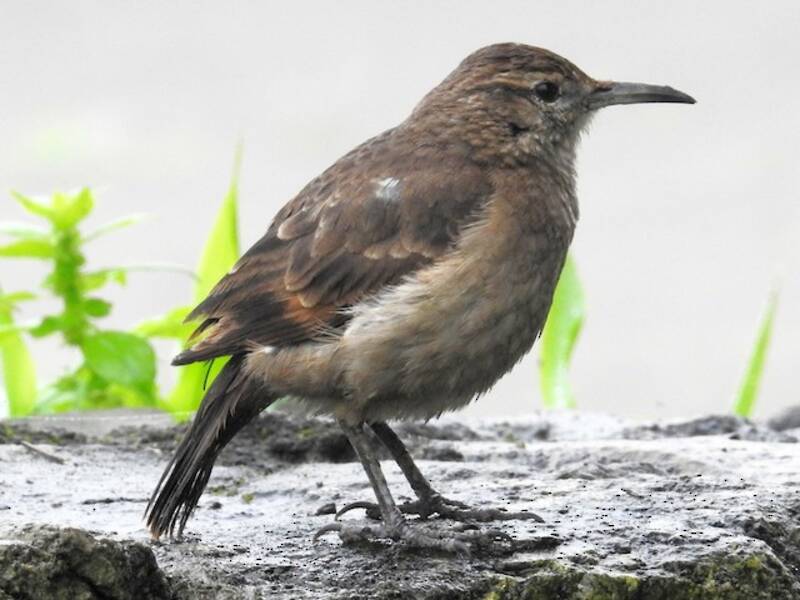 Thick-billed Miner, 照片 2