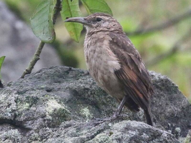 Thick-billed Miner, 照片 3