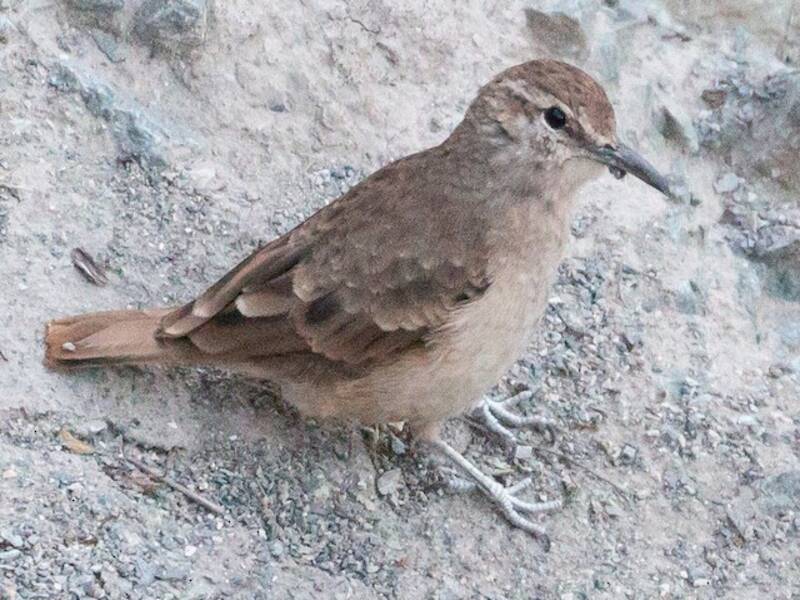 Thick-billed Miner, 照片 4