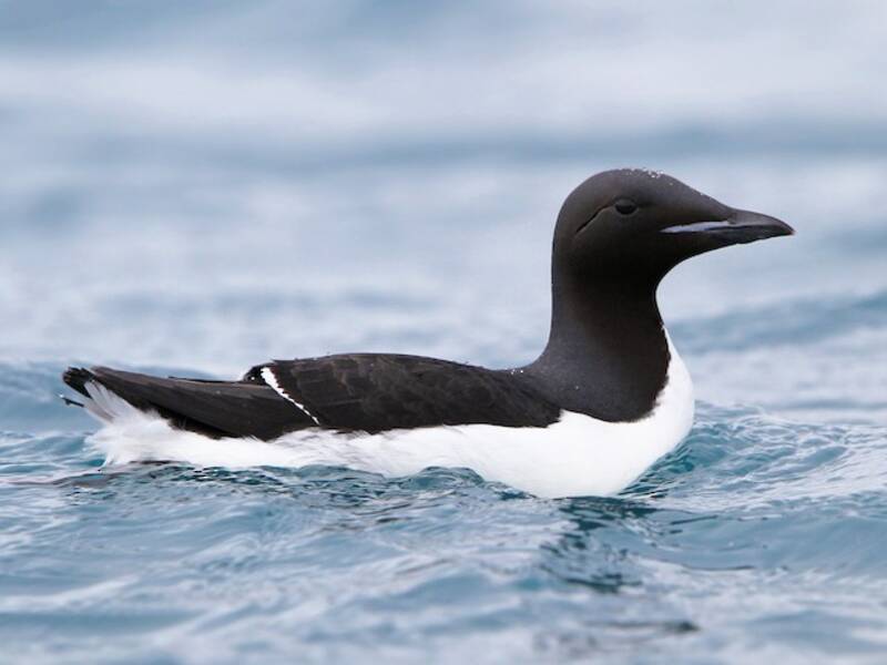 Uria beccogrosso, Foto 3