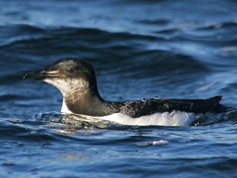 Guillemot de Brünnich