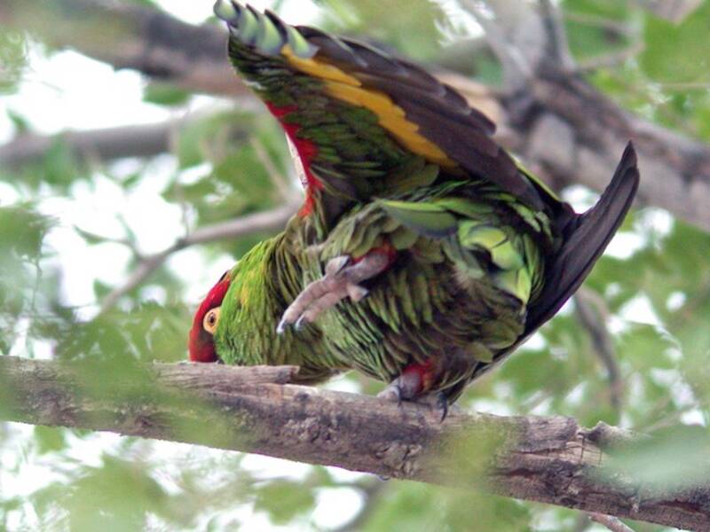 Thick-billed Parrot (Rhynchopsitta pachyrhyncha)