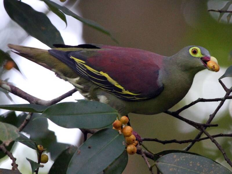 Colombar à gros bec