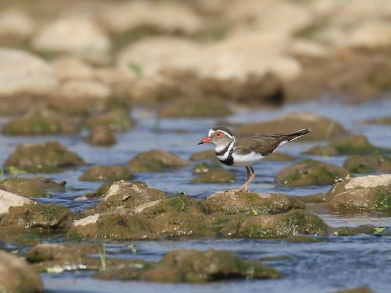 Chorlito Tricinta, Fotos 3