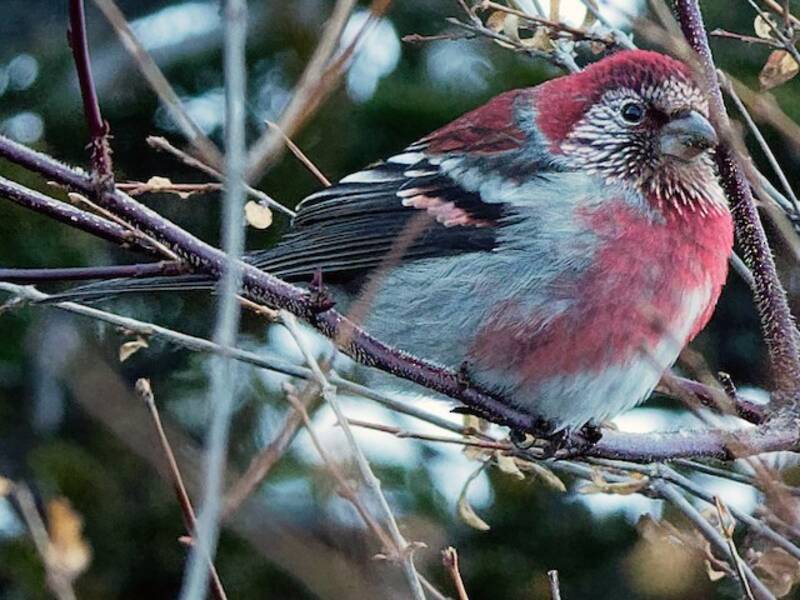 Fringuello rosa a tre fasce