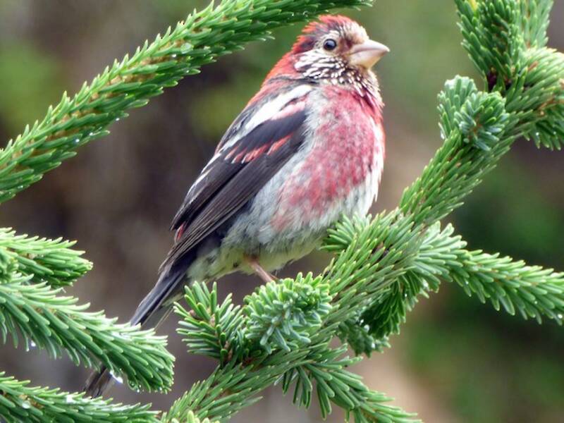 Fringuello rosa a tre fasce, Foto 3