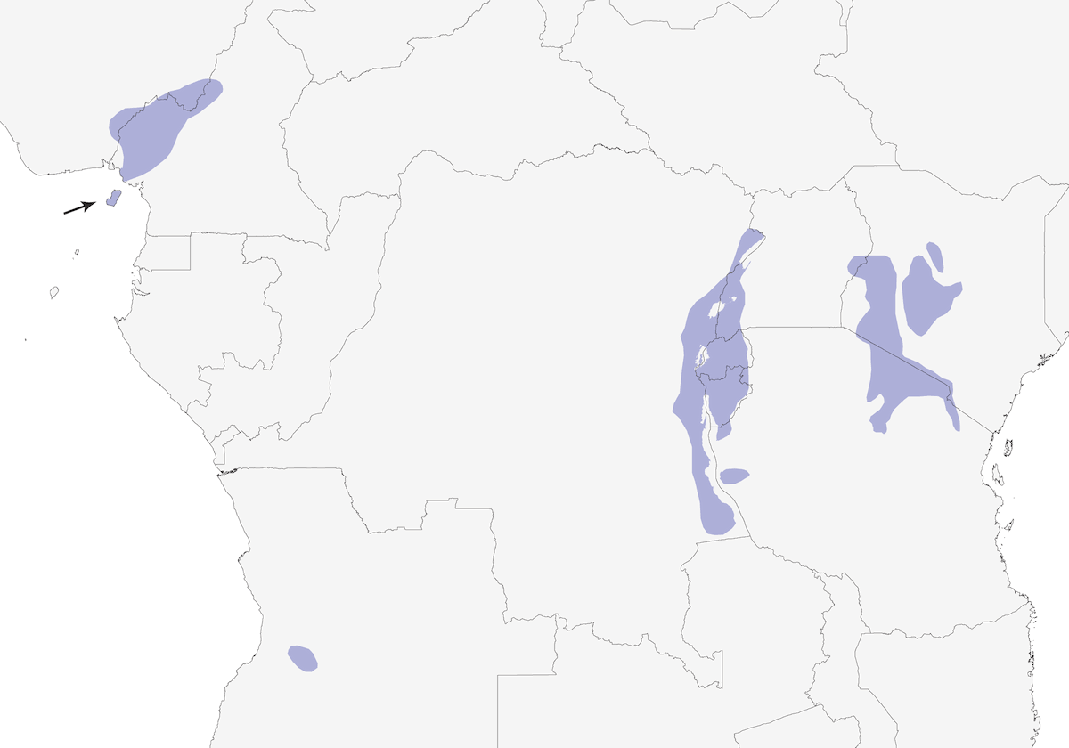Semillero piquigrueso, Distribución 1