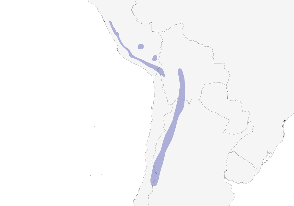 Jilguero Piquigrueso, Distribución 1
