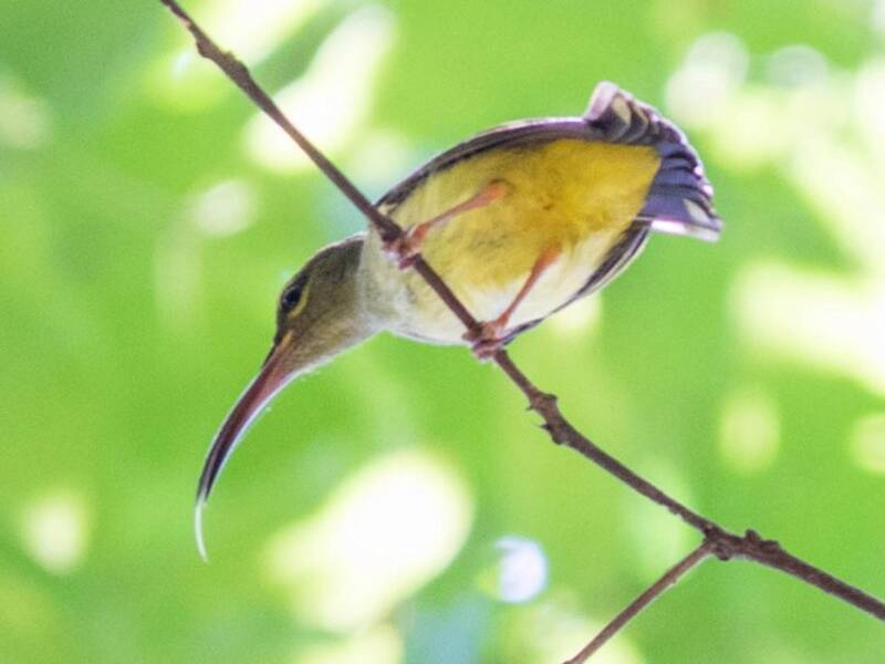 Thick-billed Spiderhunter