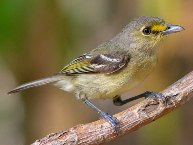 Thick-billed Vireo