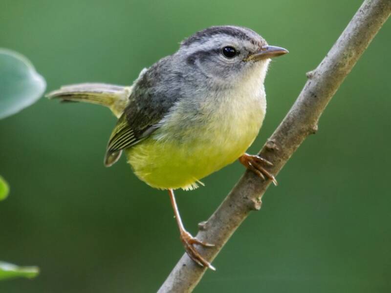 Three-banded Warbler, 照片 4
