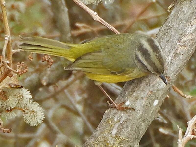 Three-banded Warbler, 照片 2