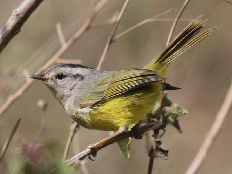 Three-banded Warbler, 照片 3
