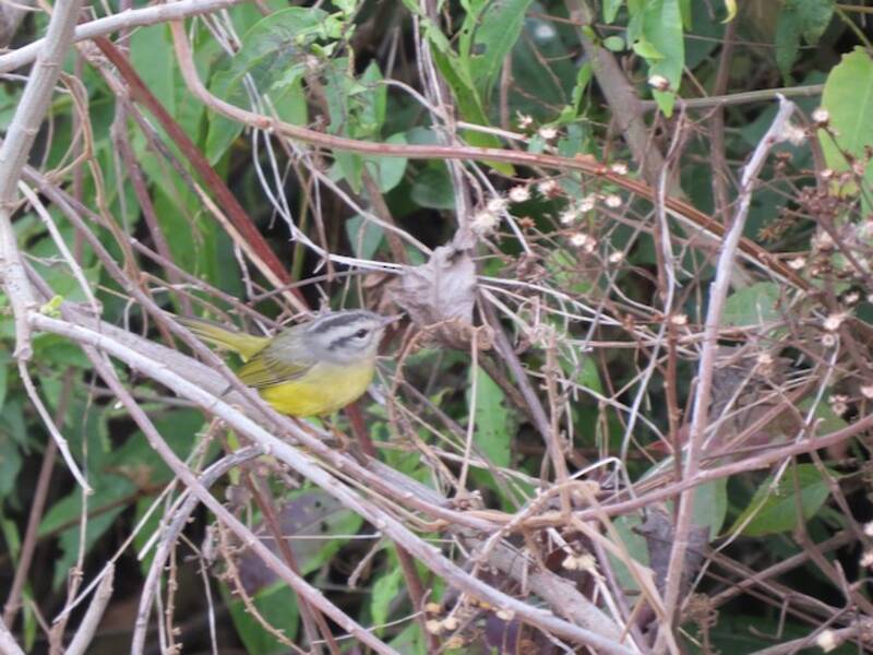 Three-banded Warbler