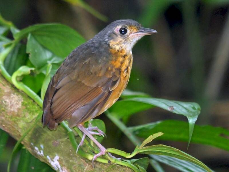 Antpitta della boscaglia, Foto 4
