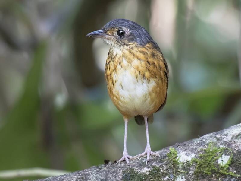Antpitta della boscaglia, Foto 2