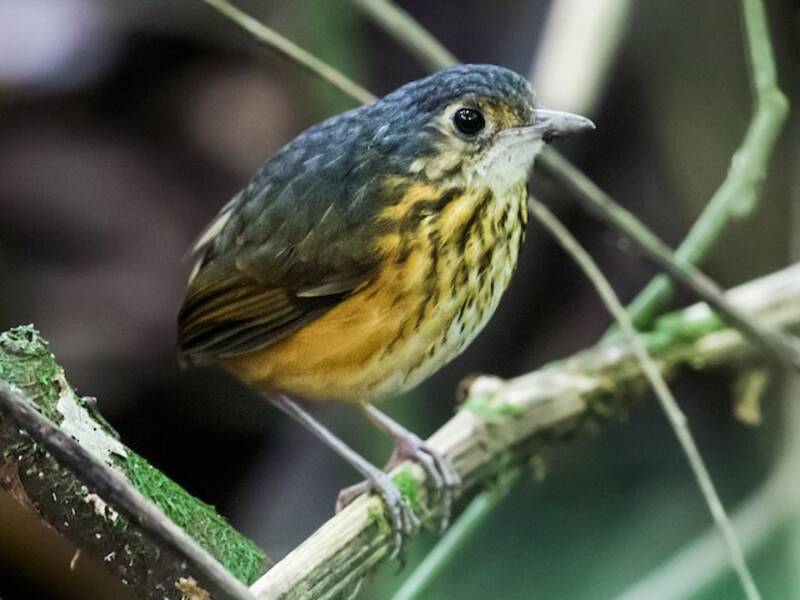 Antpitta della boscaglia, Foto 3