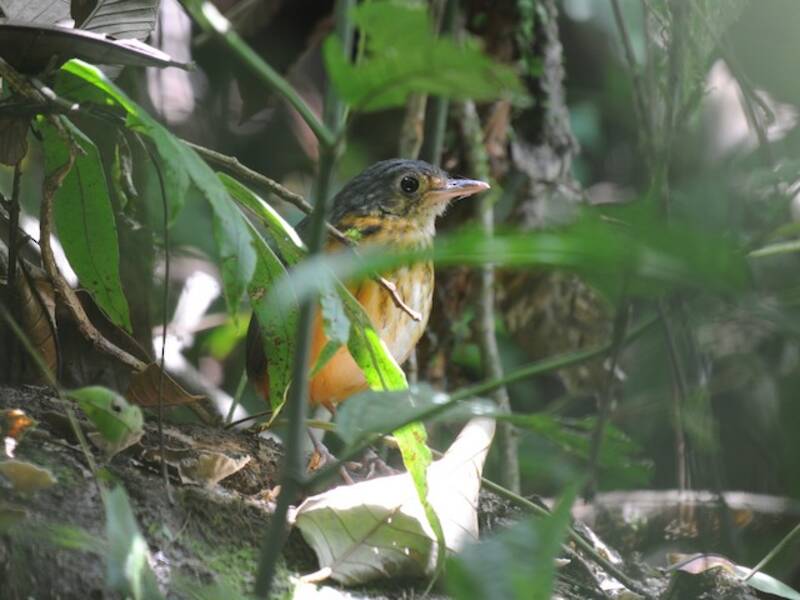 Dickicht-Ameisenpitta