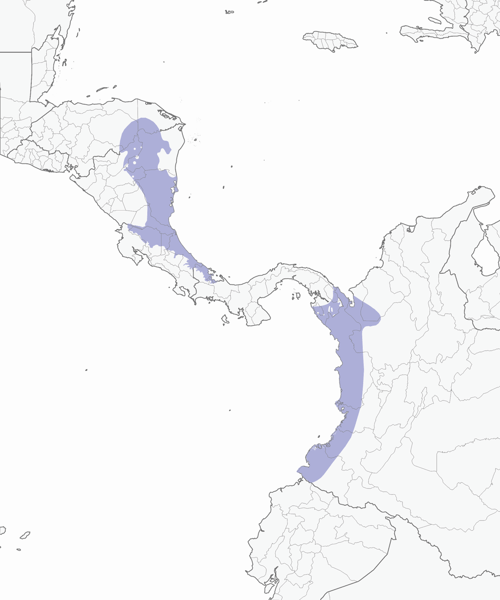 Antpitta della boscaglia, Distribuzione 1
