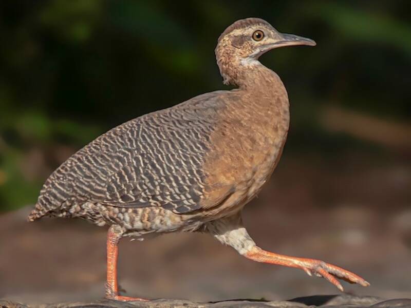 Tinamou cannelle, Photos 3